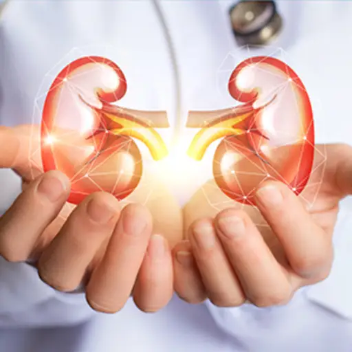Doctor holding kidneys.