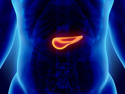 胰腺在人体解剖模型。