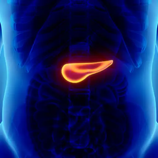 人类解剖模型的胰腺。