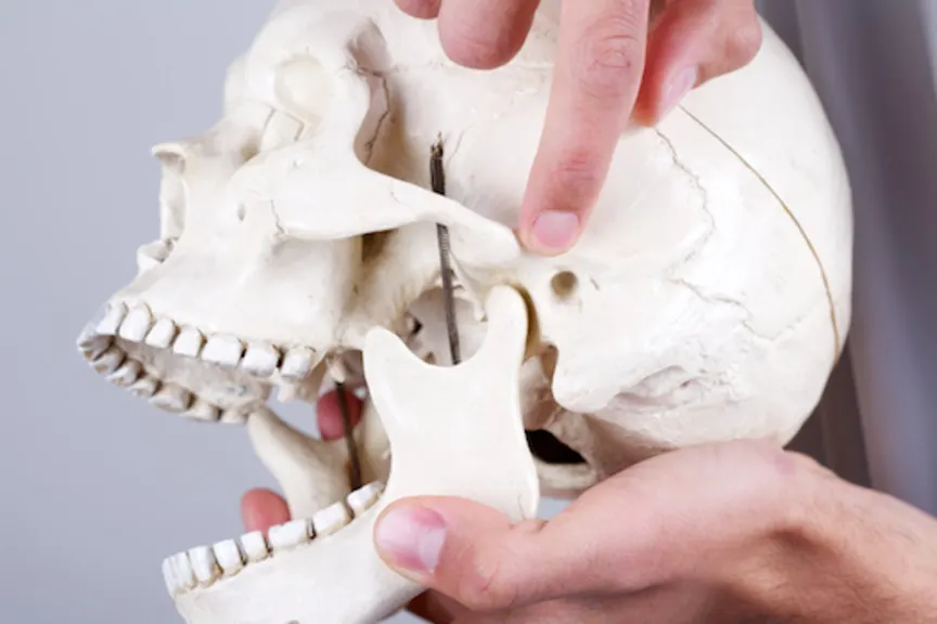 Doctor pointing out temporomandibular joint on skull.