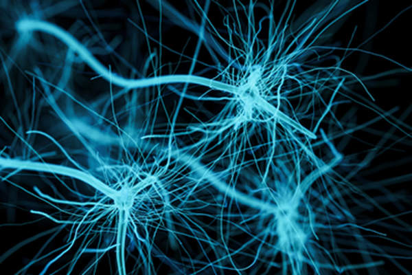 神经。