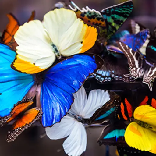 色彩斑斓的蝴蝶。