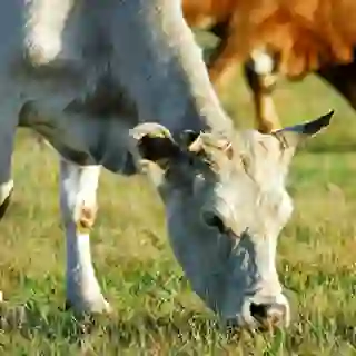 Cattle eating beef