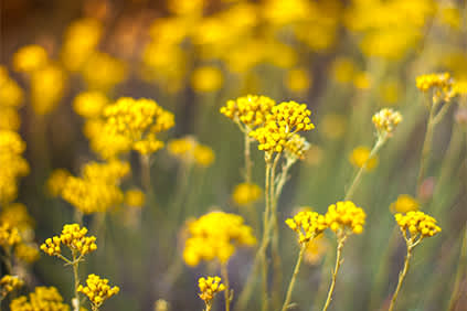 黄色野花，野草。