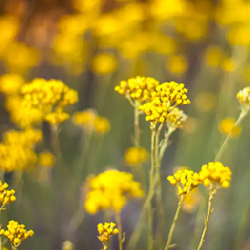 黄色的野花，田野里的草本植物。