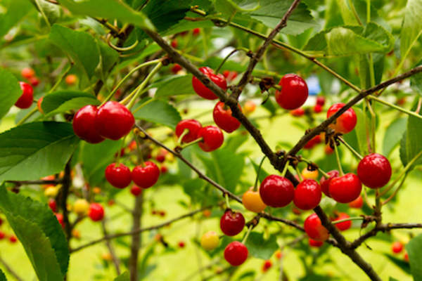 樱桃树上挂满了成熟的樱桃。