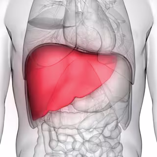 liver
