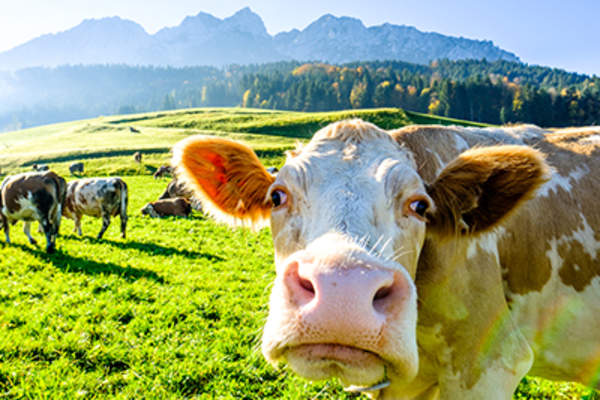 在现场关闭牛的了。