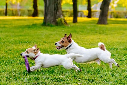 两只小狗在公园里玩。