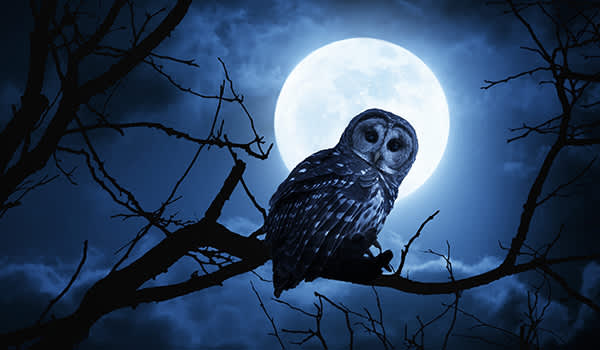 夜晚，猫头鹰栖息在树枝上，背景是一轮满月。