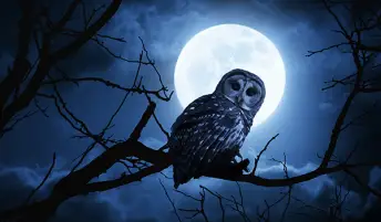 夜晚，在一轮满月的背景下，猫头鹰栖息在树枝上。