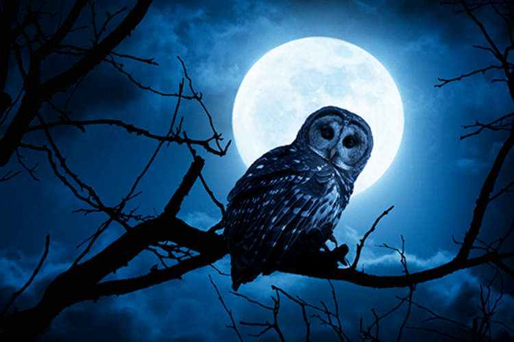 夜晚,猫头鹰栖息在树枝上,背景是一轮满月。