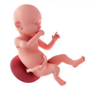 胎儿在​​子宫完全开发