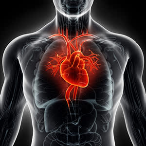 心脏和血管图像