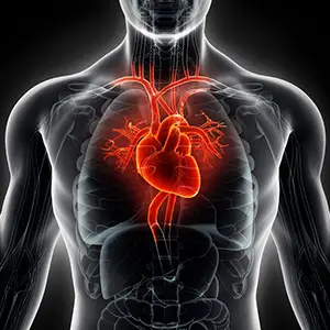 心脏和血管图像