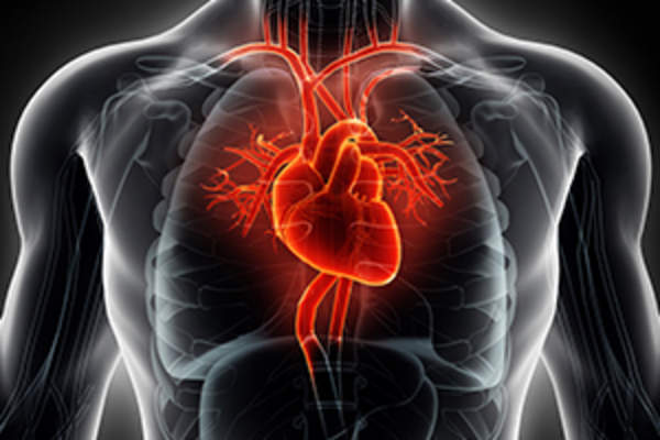 心脏和血管图像