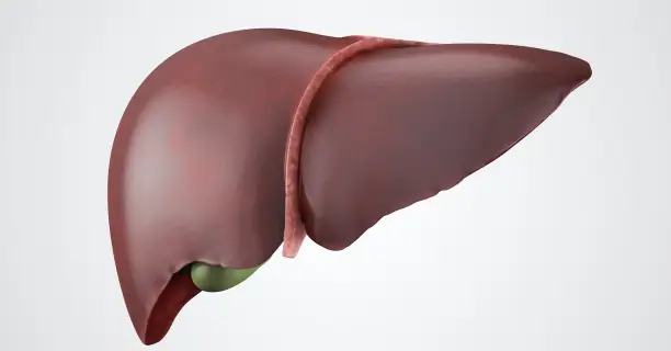 liver