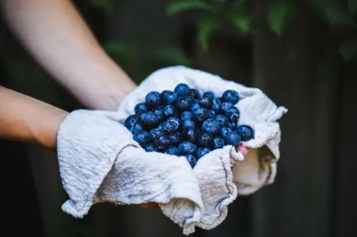 手拿满蓝莓的布