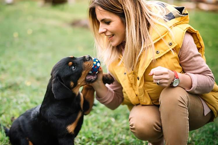 一个女人在公园里和小狗玩球。