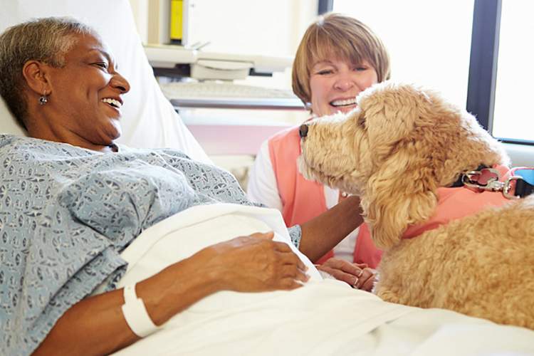 女子中风后在医院与支持狗。