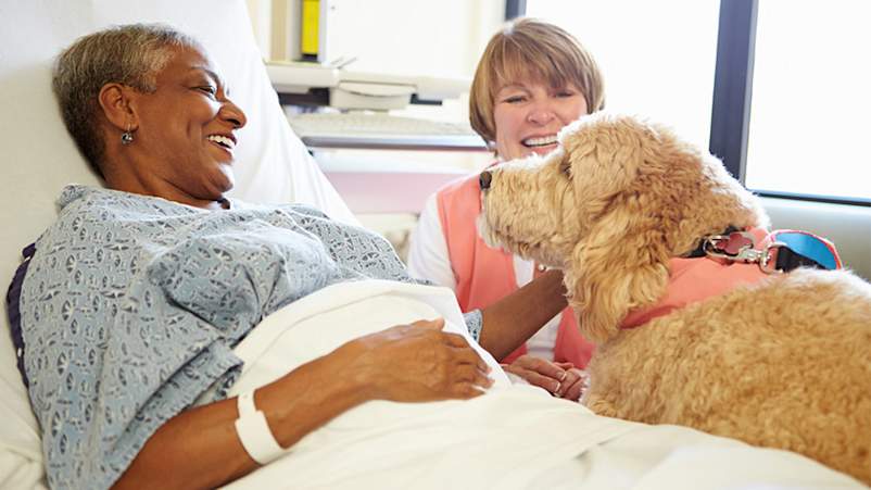 妇女中风后在医院与支持狗。