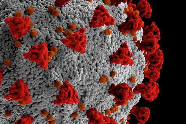 Covid-19模型特写