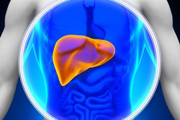 躯干插图肝脏突出。