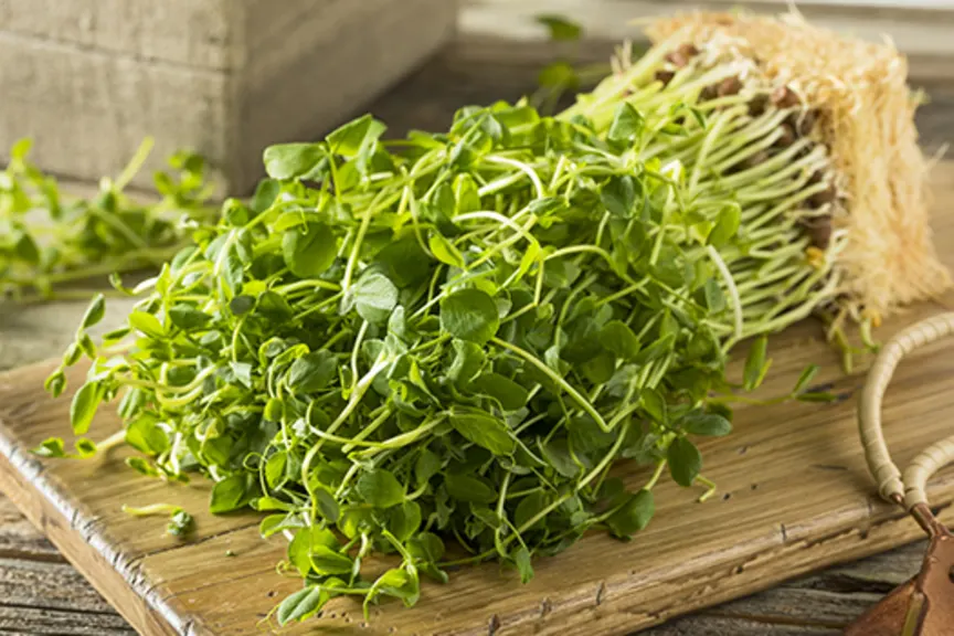 Shoots and Sprouts for Lower Cholesterol
