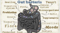 肠道细菌图。