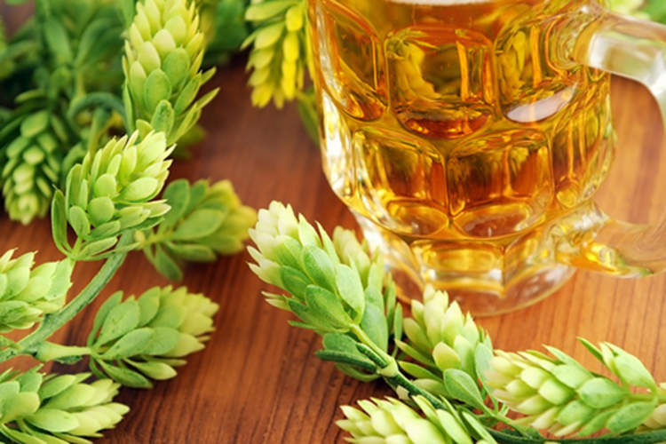 啤酒和新鲜酒花玻璃可以帮助改善睡眠。