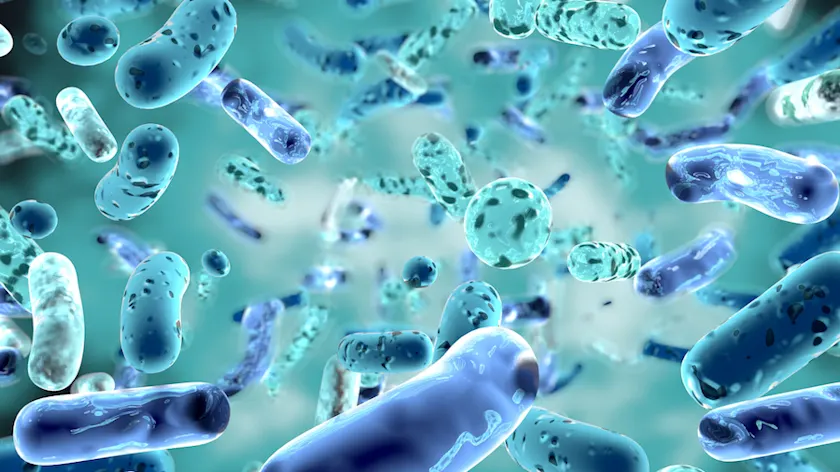 Bifidobacterium