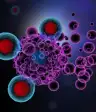 t细胞在免疫治疗期间攻击癌细胞