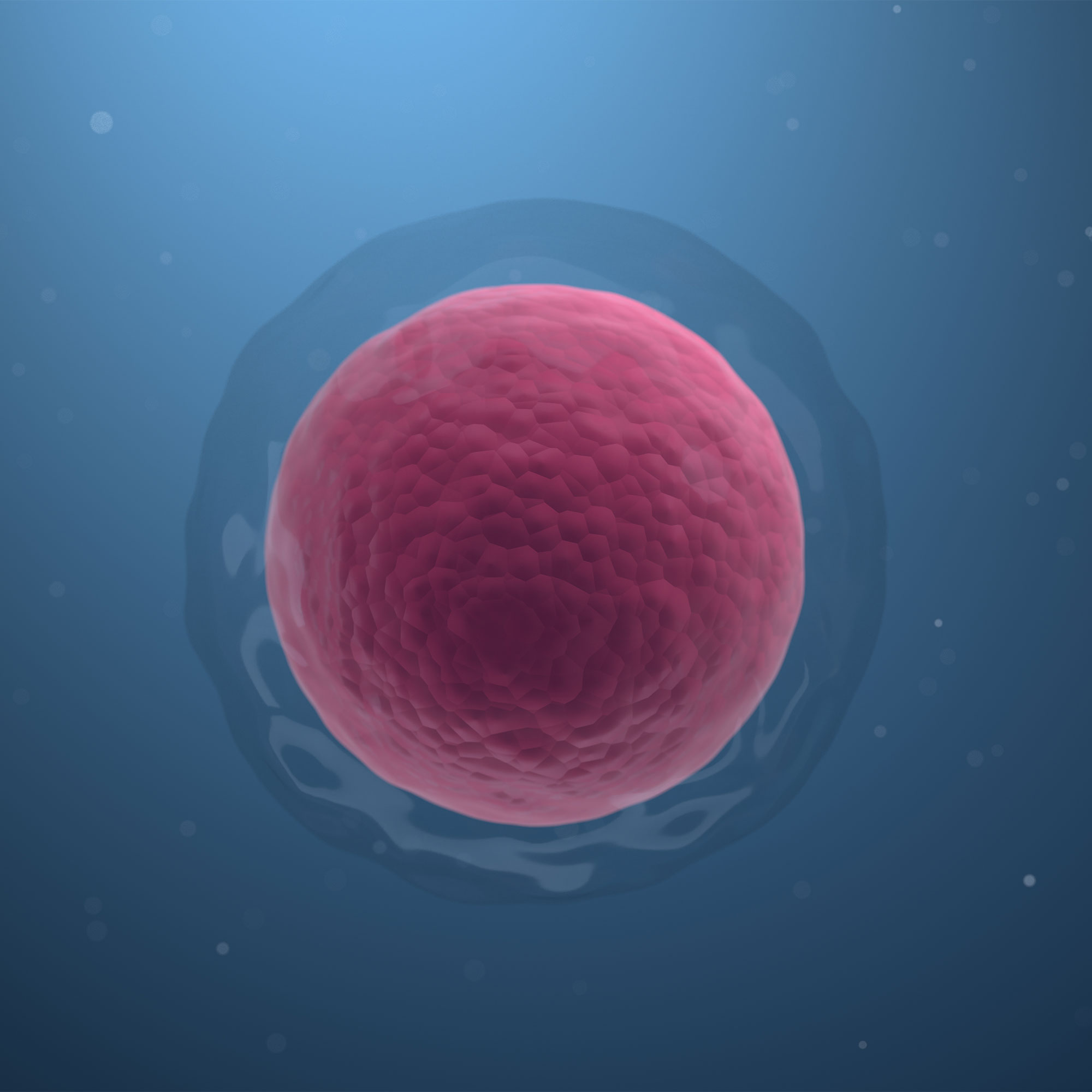 一个3 d的卵细胞