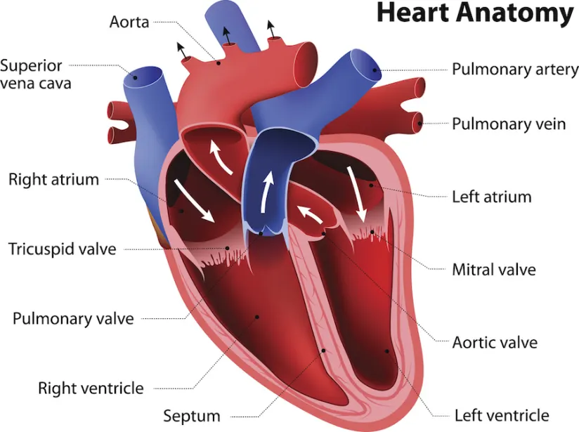 心脏解剖学