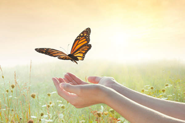 女孩放飞一只蝴蝶。