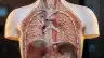 人体解剖模型展示肺