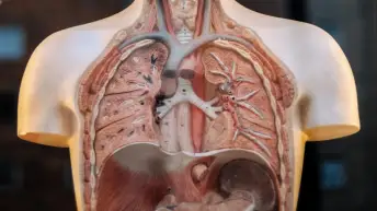 人类解剖学时装模特显示肺部