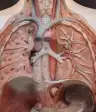 人类解剖学时装模特显示肺部