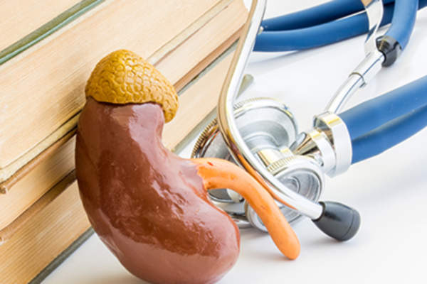 肾脏和肾上腺的模型。