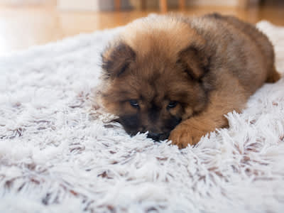 小狗在地毯上