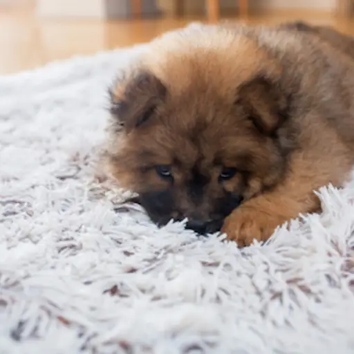 小狗在地毯