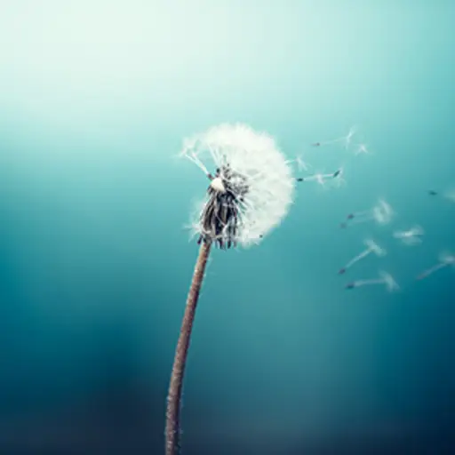 对着蒲公英许愿。