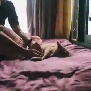 cat sleeping next to person on bed