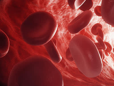 血液中的红细胞。