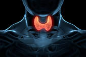 甲状腺的腺体插图突出的喉咙。