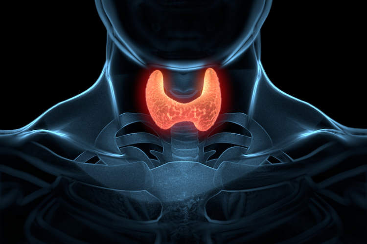 喉部突出显示甲状腺的图示。
