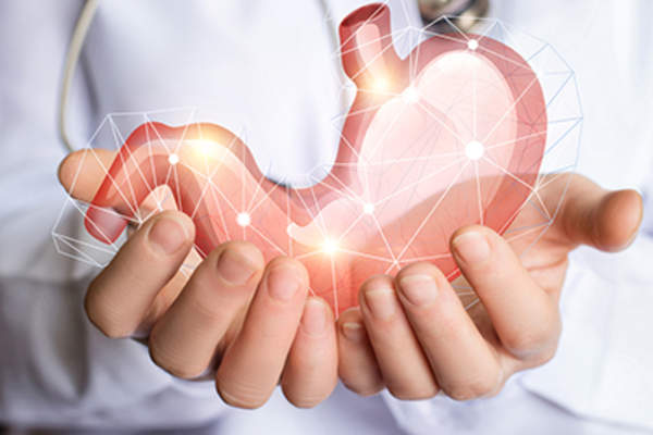 人的胃的医生拿着模型。