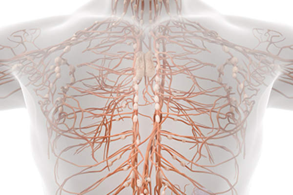 男性淋巴系统。