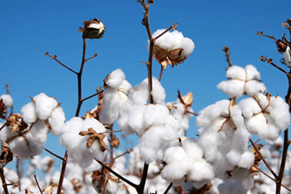 棉花的植物。