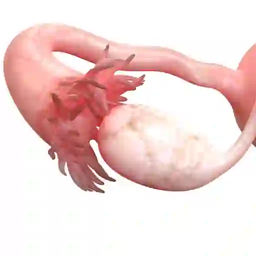 输卵管